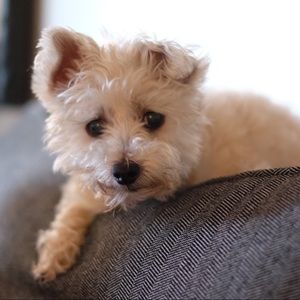 Meet your Posher, Elson